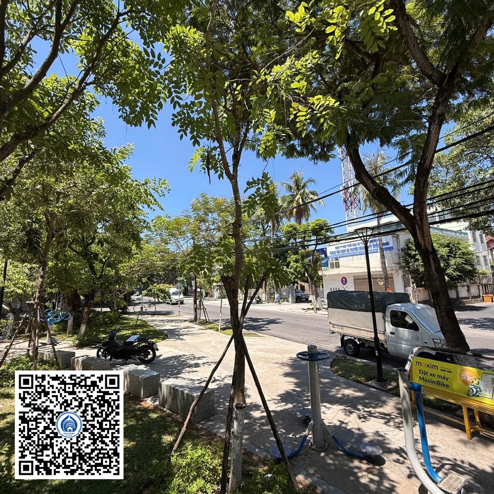 42.CVTB – Cây Osaka vàng – Loại 1