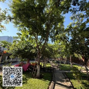 42.TĐH – Cây Lim xẹt – Loại 1