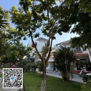 43.TĐH – Cây Lim xẹt – Loại 1