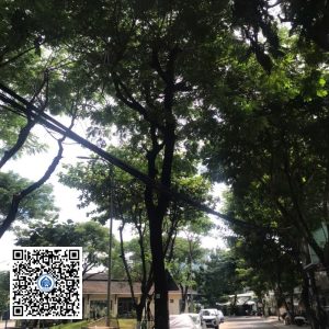 44.DR2 – Cây muồng tím