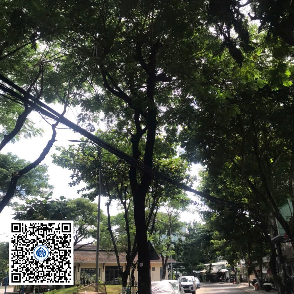 44.DR2 – Cây muồng tím