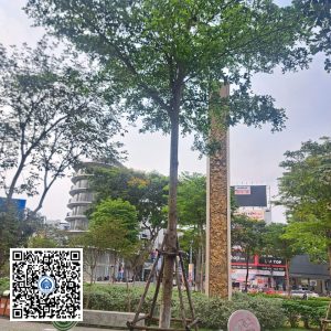44.ND – Cây Bàng đài loan – Loại 1