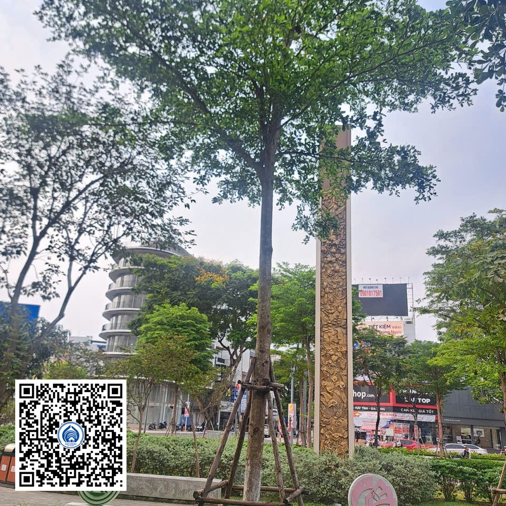 44.ND – Cây Bàng đài loan – Loại 1