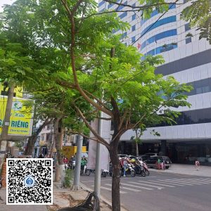 45.ND – Cây Muồng tím – Loại 1