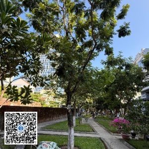 45.TĐH – Cây Lim xẹt – Loại 1