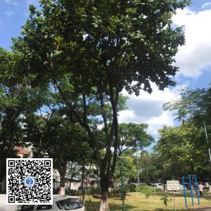 46.DR2 – Cây bàng ta