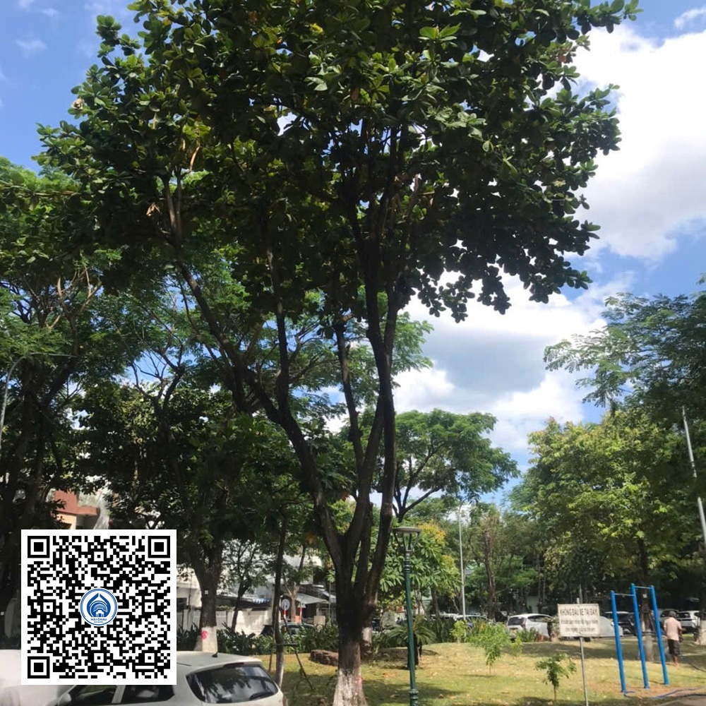 46.DR2 – Cây bàng ta