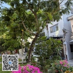 46.TĐH – Cây Lim xẹt – Loại 1