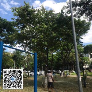 47.DR2 – Cây bằng lăng