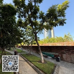 47.TĐH – Cây Lim xẹt – Loại 1