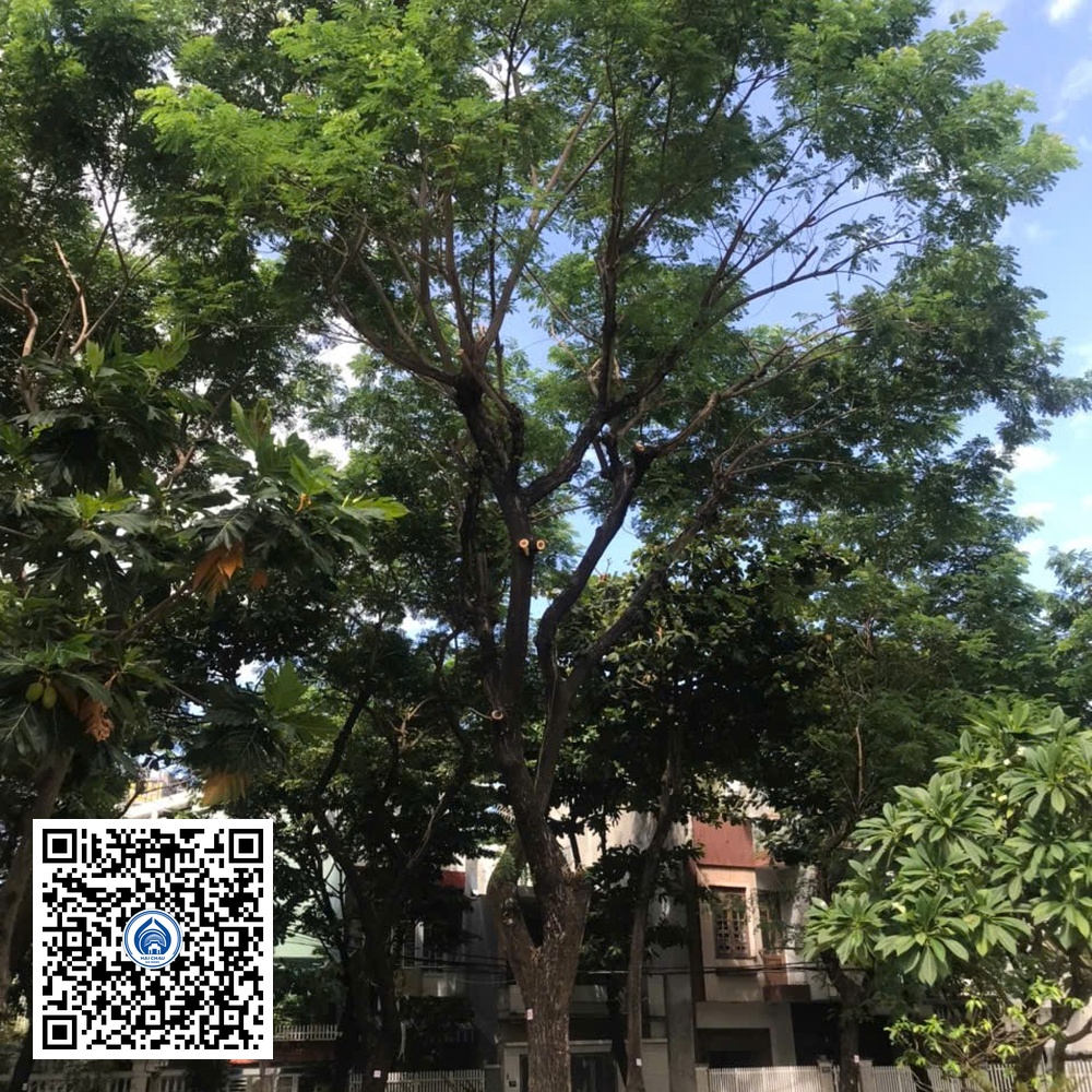 48.DR2 – Cây muồng tím