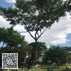 49.DR2 – Cây muồng tím