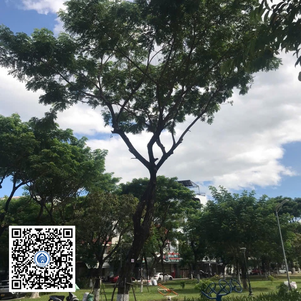 49.DR2 – Cây muồng tím