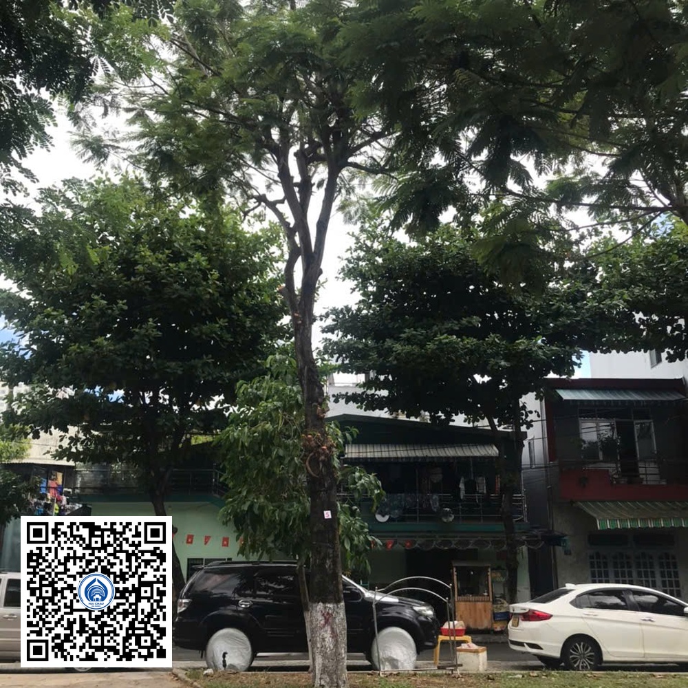 5.DR1 – Cây lim xẹt