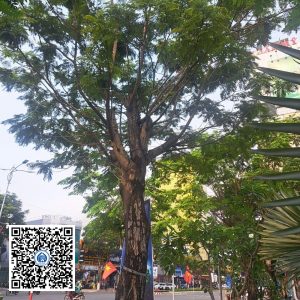 5.NT – Cây Cây Lim Xẹt – Loại 2