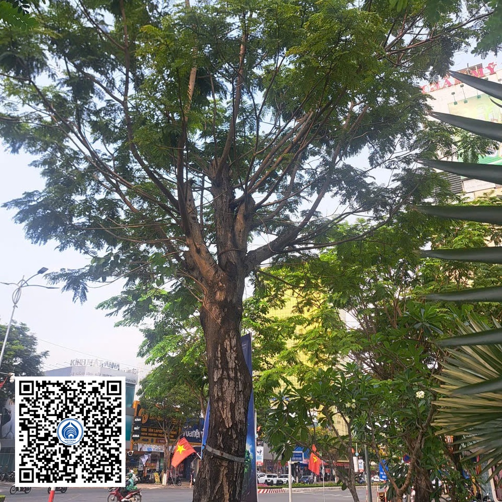 5.NT – Cây Cây Lim Xẹt – Loại 2
