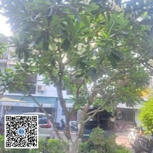 5.PKB – Cây Sứ – Loại 1