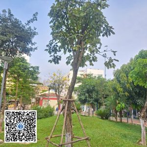 50.ND – Cây Phong linh – Loại 1