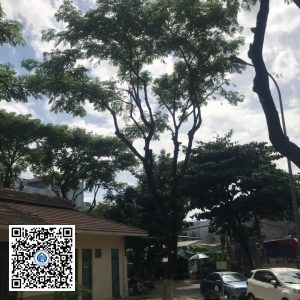 51.DR2 – Cây muồng tím