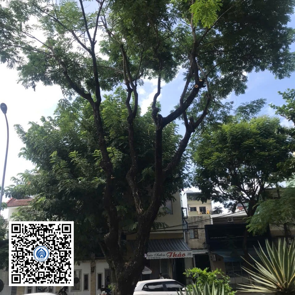 52.DR2 – Cây muồng tím