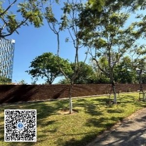 52.TĐH – Cây Lim xẹt – Loại 1