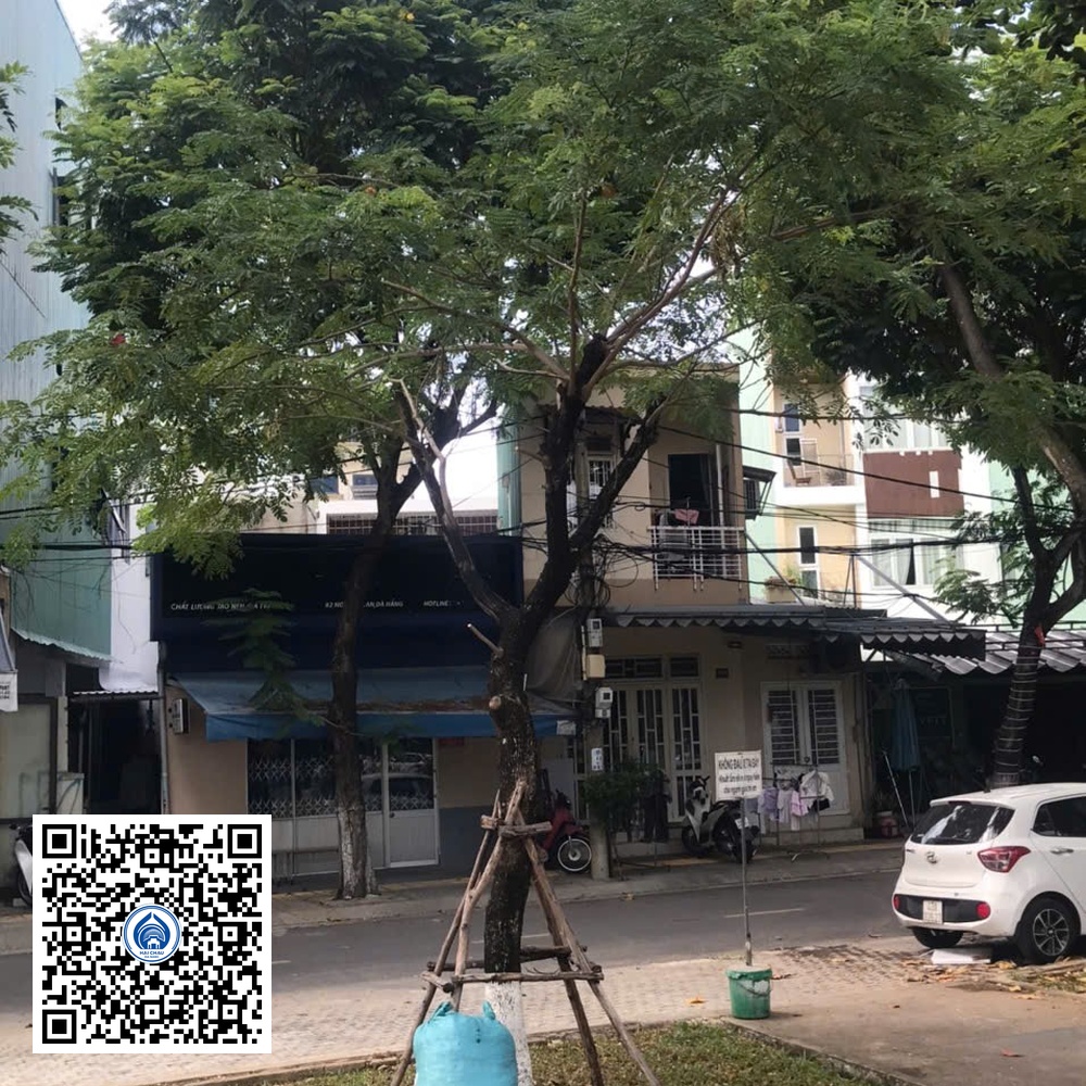 53.DR2 – Cây muồng tím