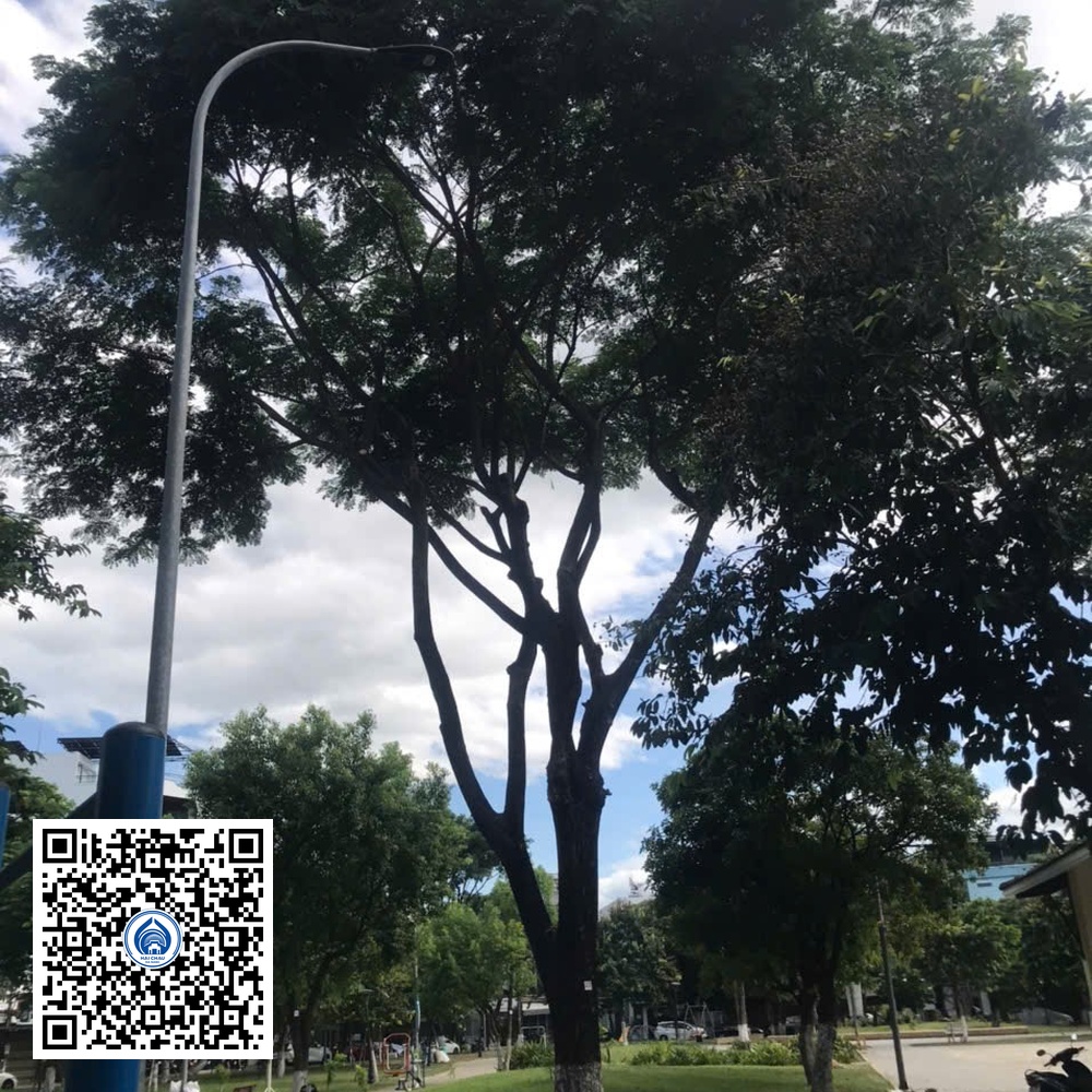 55.DR2 – Cây muồng tím