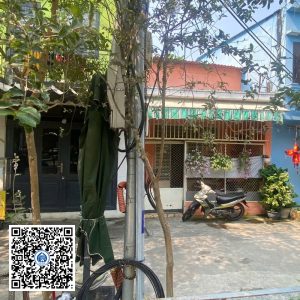 56.ND – Cây Tường vy – Loại 1