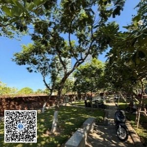 56.TĐH – Cây Lim xẹt – Loại 1