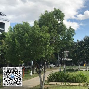 57.DR2 – Cây long não