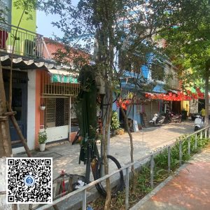 57.ND – Cây Tường vy – Loại 1