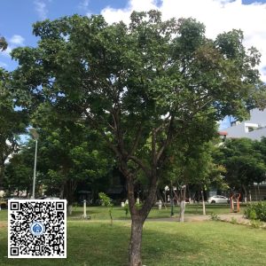 58.DR2 – Cây lộc vừng
