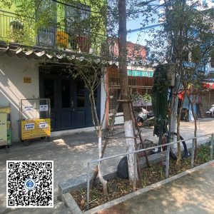 58.ND – Cây Tường vy – Loại 1