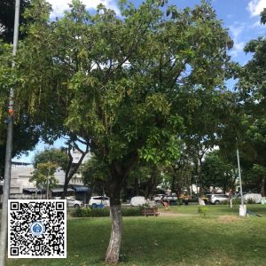 59.DR2 – Cây lộc vừng
