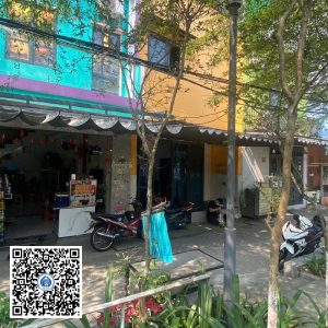 59.ND – Cây Tường vy – Loại 1