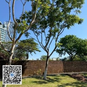 59.TĐH – Cây Lim xẹt – Loại 1