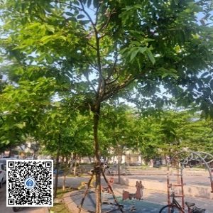 6.CVTB – Cây Bằng lăng – Loại 1