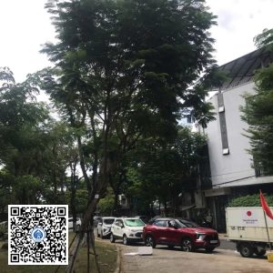 6.DR1 – Cây lim xẹt