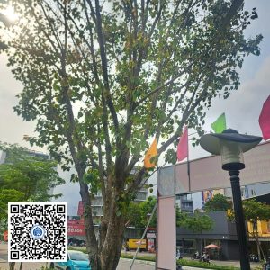 6.NT – Cây Bồ đề – Loại 2