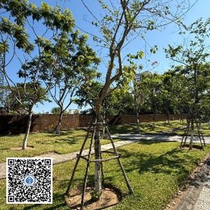 6.TĐH – Cây Móng bò – Loại 1
