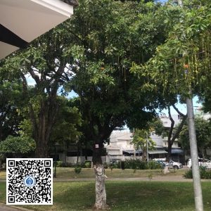 60.DR2 – Cây lộc vừng