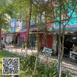 60.ND – Cây Tường vy – Loại 1