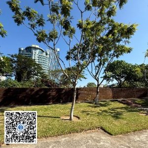 60.TĐH – Cây Lim xẹt – Loại 1