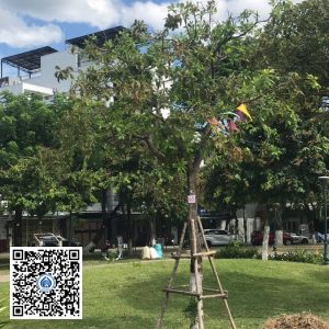 61.DR2 – Cây lộc vừng