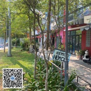 61.ND – Cây Tường vy – Loại 1