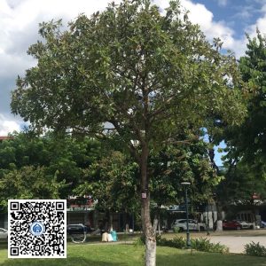 62.DR2 – Cây lộc vừng