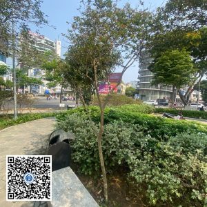 62.ND – Cây Tường vy – Loại 1