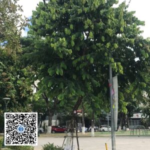 63.DR2 – Cây bằng lăng