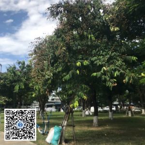 65.DR2 – Cây bằng lăng