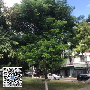 66.DR2 – Cây muồng tím